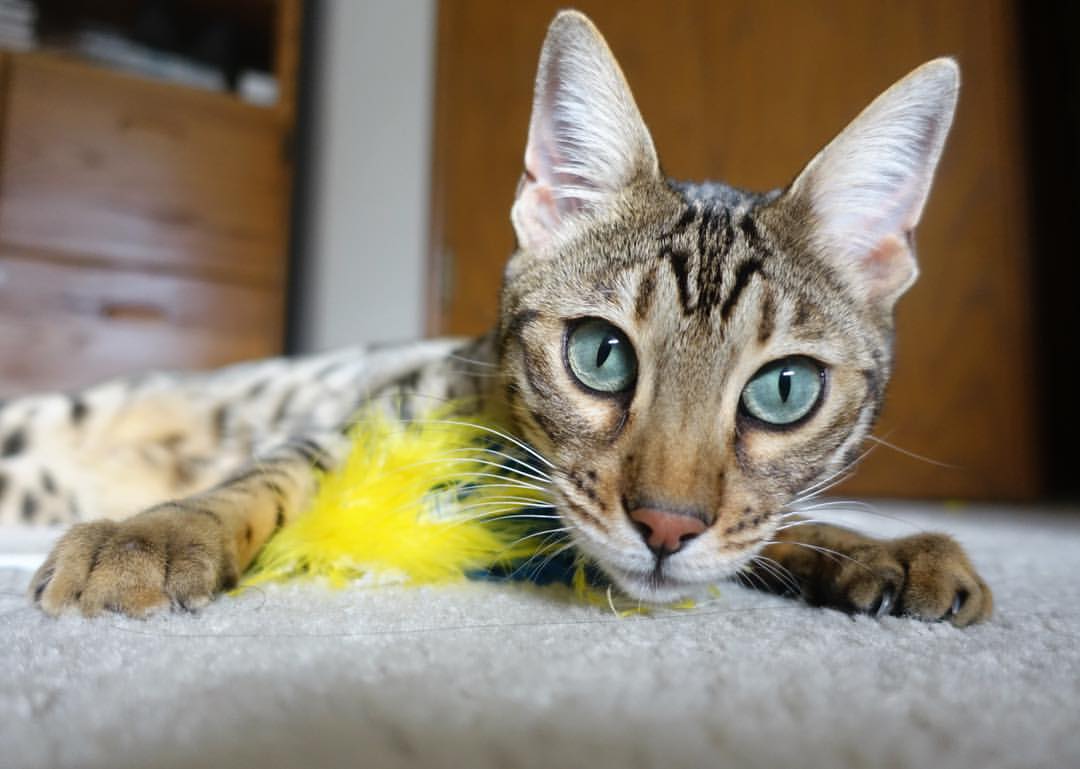 东决战场上的爱尔兰与苏格兰，当篮球遇上血脉与迁徙的叙事