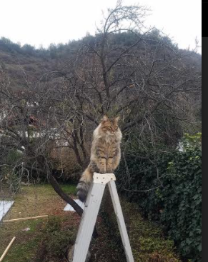当南美高原遇见蓝色雄鹰，一场国际玩笑与真巨星—福登照亮友谊赛夜空
