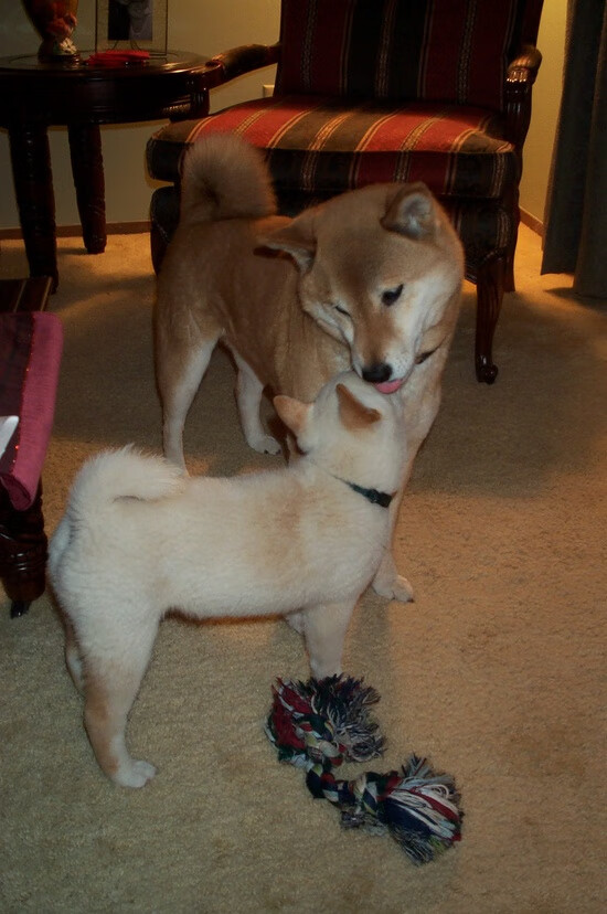 南美风暴袭碎狮王梦，2026世界杯上，委内瑞拉如何用一次绝杀重绘足球版图