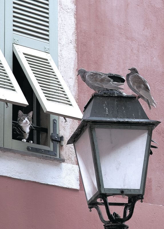 世界排名之夜的不灭引擎，卡拉斯科的稳定艺术